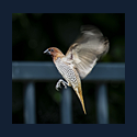 finch bird in flight