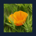 image of poppy flower in grass