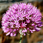 Photo of Allium flowers