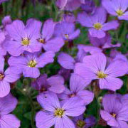 Photo of Aubretia flowers