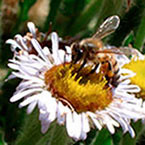 Photo of Bee