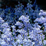 Photo of Bluebell flowers