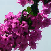 Photo of Bouganvilla flowers