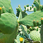 Photo of cactus