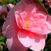 Photo of Camelia flowers