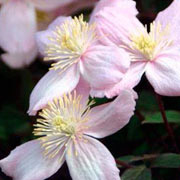 Photo of Clematis flowers