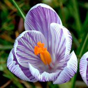 Photo of Crocus flowers