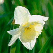 Photo of Daffodil flowers