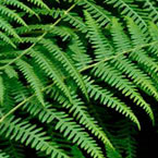 Photo of fern plant