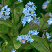 Photo of Forget me not flowers