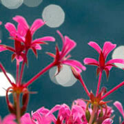 Photo of Geranium flowers