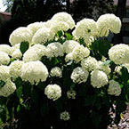 Photo of hydrangea flowers