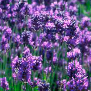 Photo of Lavender flowers