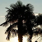 Photo of palm trees