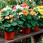 Photo of potted plants