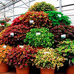 Photo of potted plants