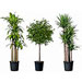 Image of potted trees