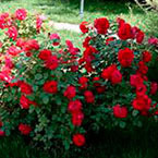 Photo of rose bush