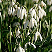 Photo of snowdrop flowers