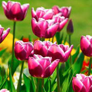 Photo of tulip flowers